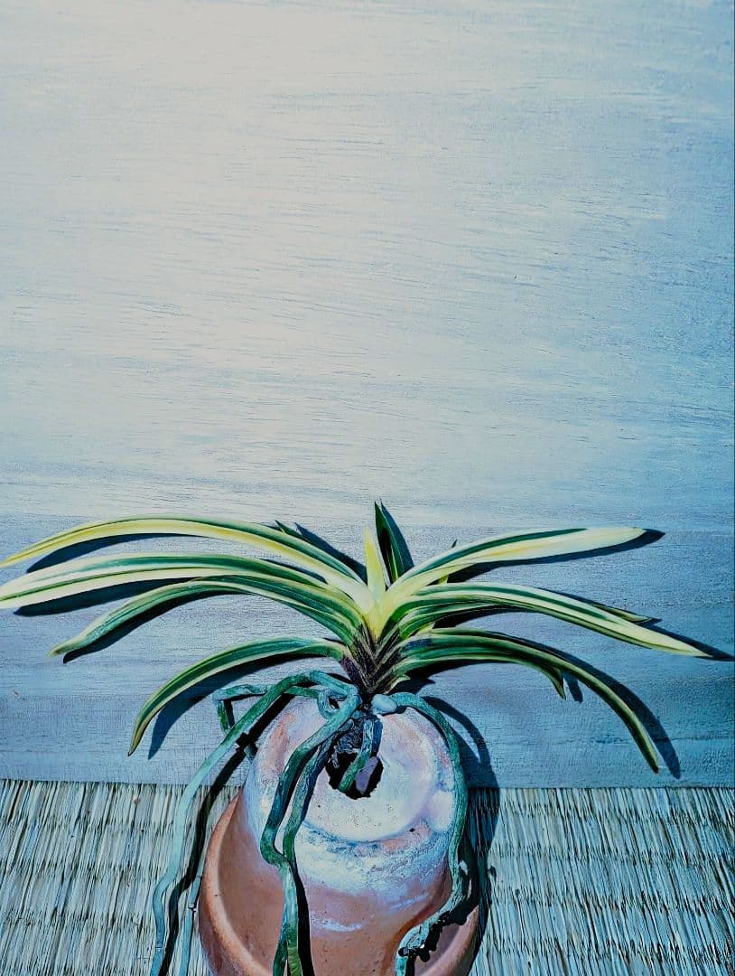 富貴蘭　必見！！至楽宝（至楽覆輪）