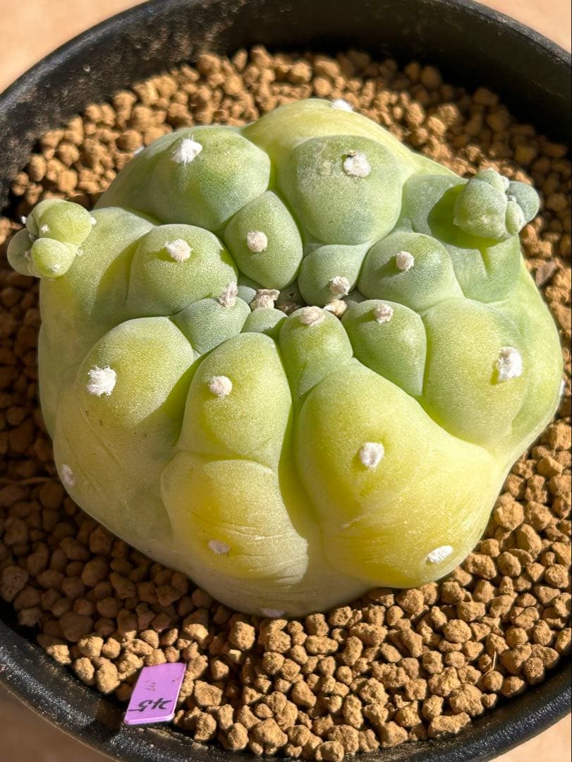 ニコチュー様専用 ロフォフォラ 疣銀冠玉錦 超美株