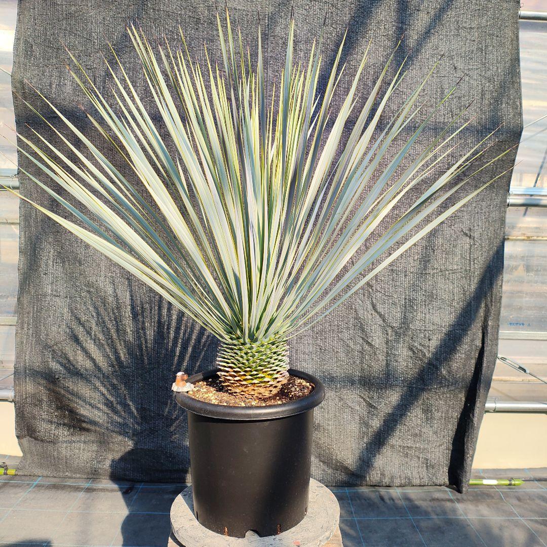 ハ*ン様 ユッカ 　ロストラータ Hybrid【E】 ユッカ ロストラータ ハイブリッドの通販 苗木部 By 花ひろばオンライン