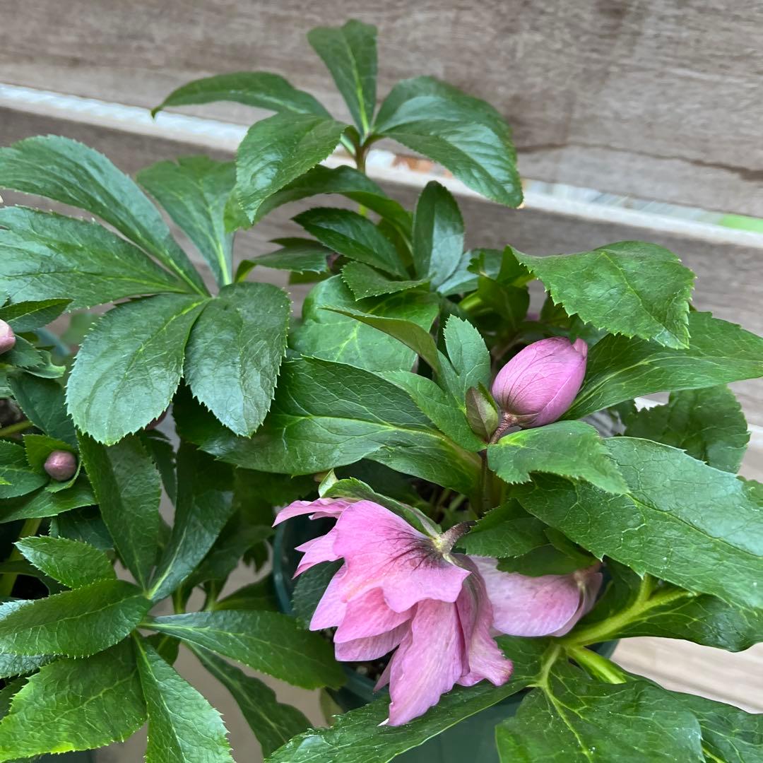 クリスマスローズ 八重咲き ダブル エレン 5号 3鉢セット 蕾多数 現物 B