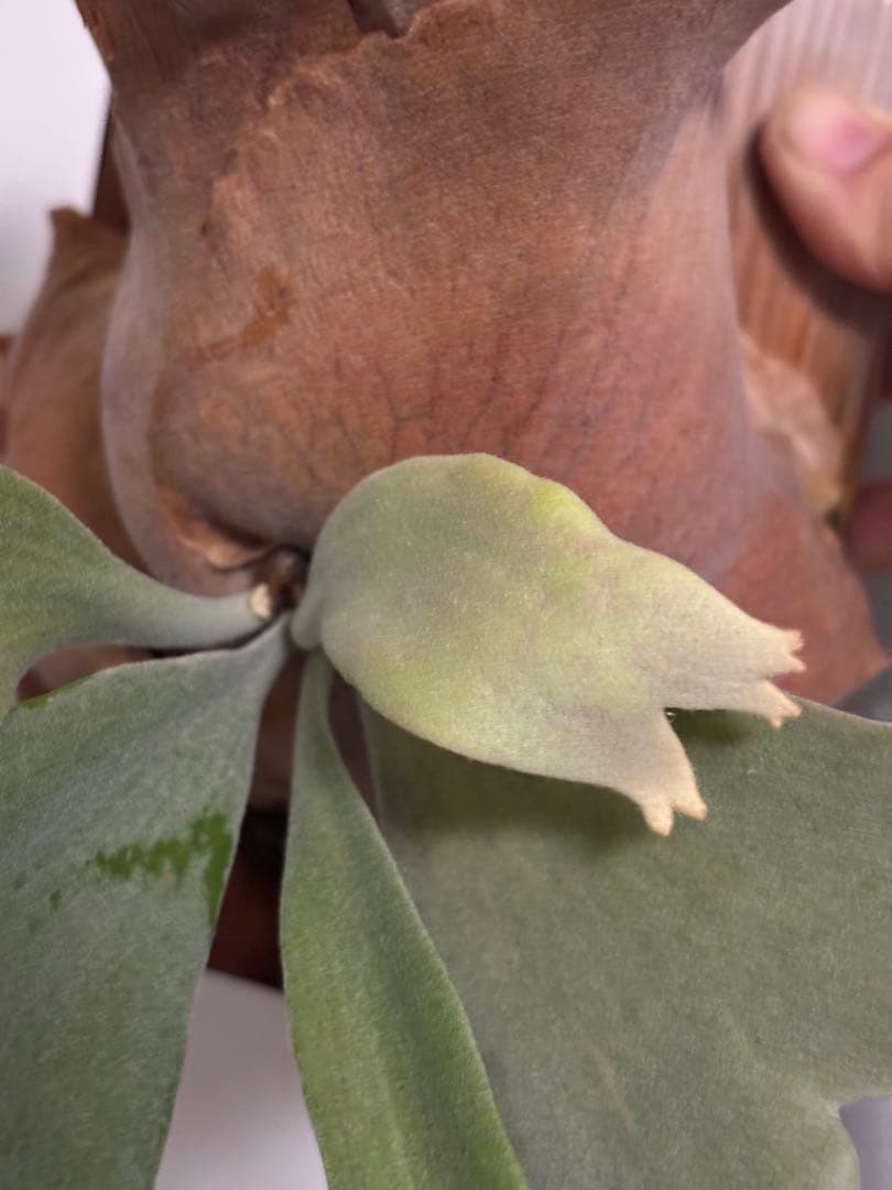アボカド様専用 P. willinckii 'Cotton Cloud' - メルカリ