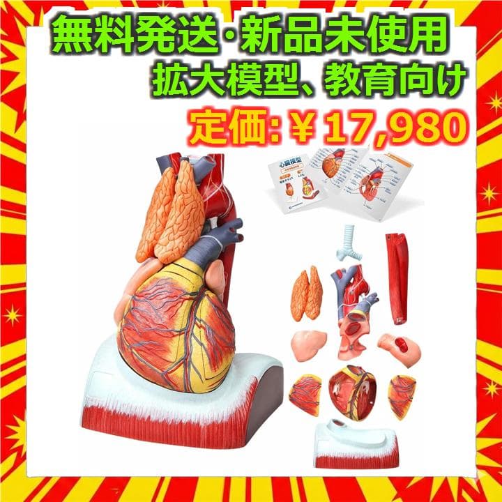 KIYOMARU 心臓模型 1.5倍大 10分解 教育用 新品