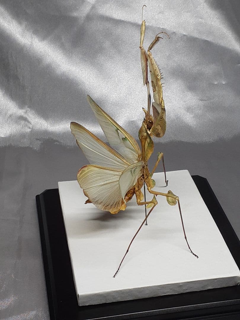 ニセハナマオウカマキリ雌 立体標本 - メルカリ