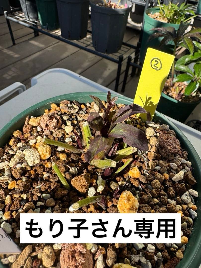 もり子さん専用　クリスマスローズ苗 2個セット