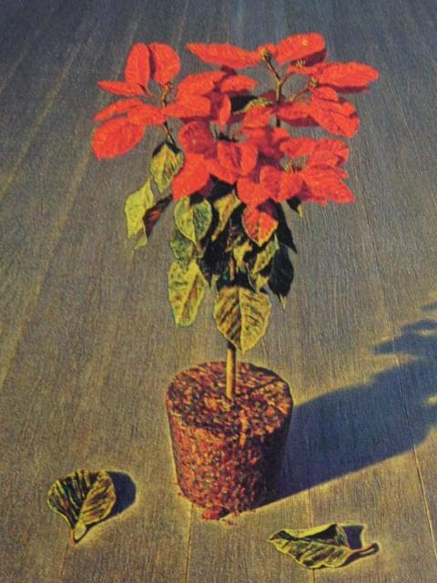 井沢幸三、『ポインセチア』、希少な画集より、新品高級額・額装付