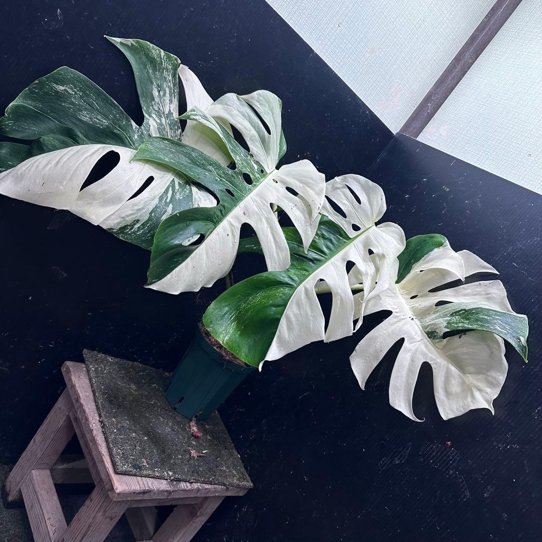 ほ*し様 モンステラ斑入りハーフムーンホワイトタイガー極美斑入り　　 51cm モンステラ ホワイトタイガー 極斑入り ハーフムーン M002 | Le Ruban