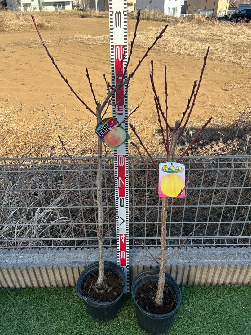 桃苗木2本セット　黄金桃＋白桃　大株 桃の苗木 黄金桃【果樹の苗木 4～5号ポット／1個売り】｜ 【植物の