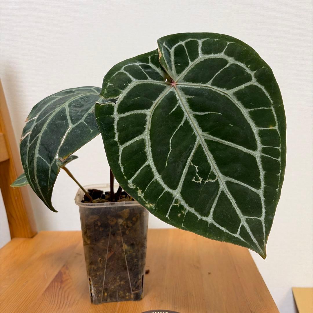 ＊アンスリウム　ミシェル　ドックブロック 3.5号＊ 楽天市場】アンスリウム ミシェル Anthurium Michelle by Docblock