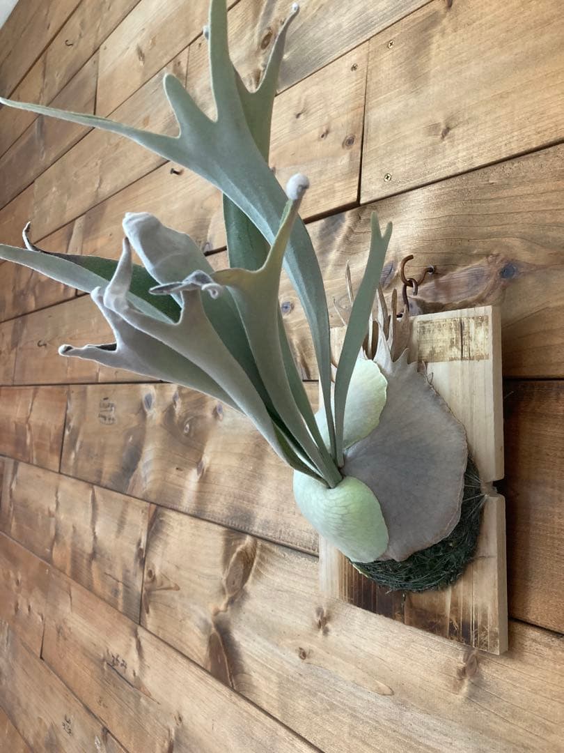 佐*樹様 ビカクシダ ベイチー \