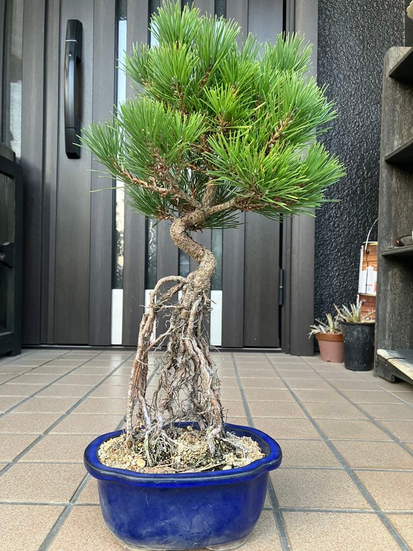 黒松盆栽　樹形(幹の曲等)が美しい根上がり　究極の逸品！　超大特価！早いもの勝ち