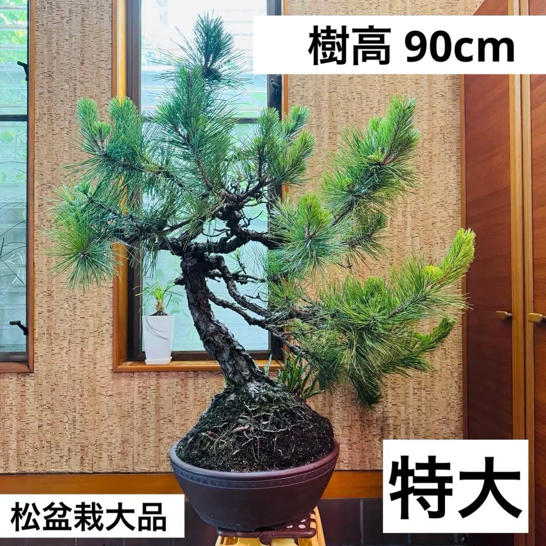 Porco　【特価】松盆栽大品　樹高 90cm 特大