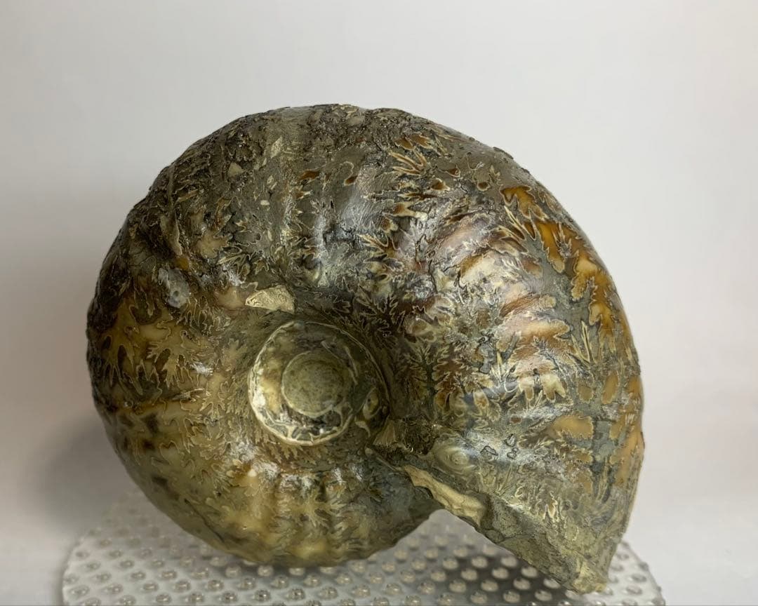 ※なか　確認用　アンモナイト2個セット Amazon | SCIENCE 化石標本 Pair Ammonites Fossils「アンモナイト