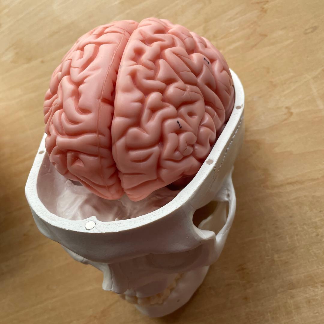 大幅値下KIYOMARU 8分解脳模型 頭蓋骨 理学療法BZN-2310-001 - メルカリ