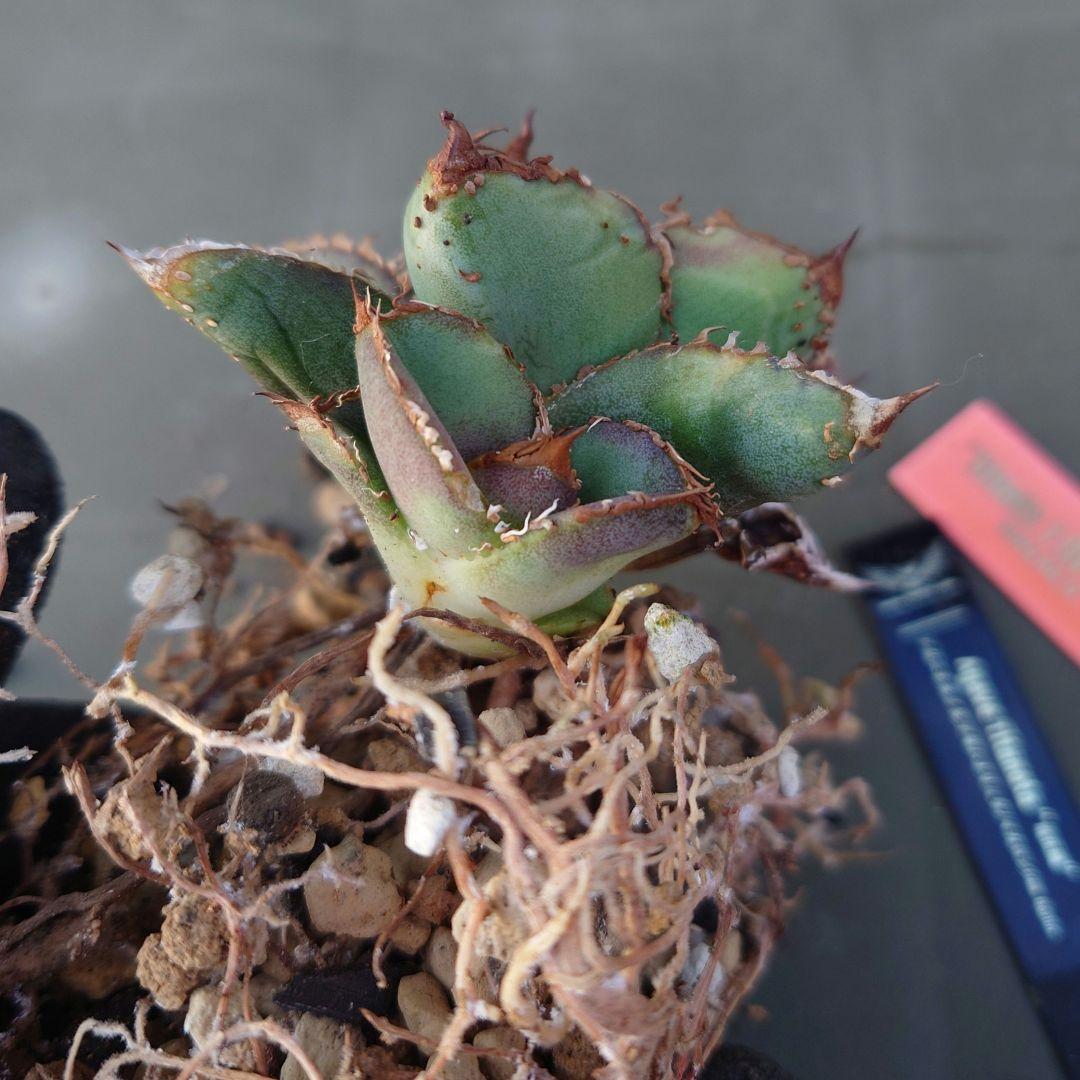 アガベ 麻花龍 子株 Berlin産 ぶつぶつ 植木鉢セット - メルカリ