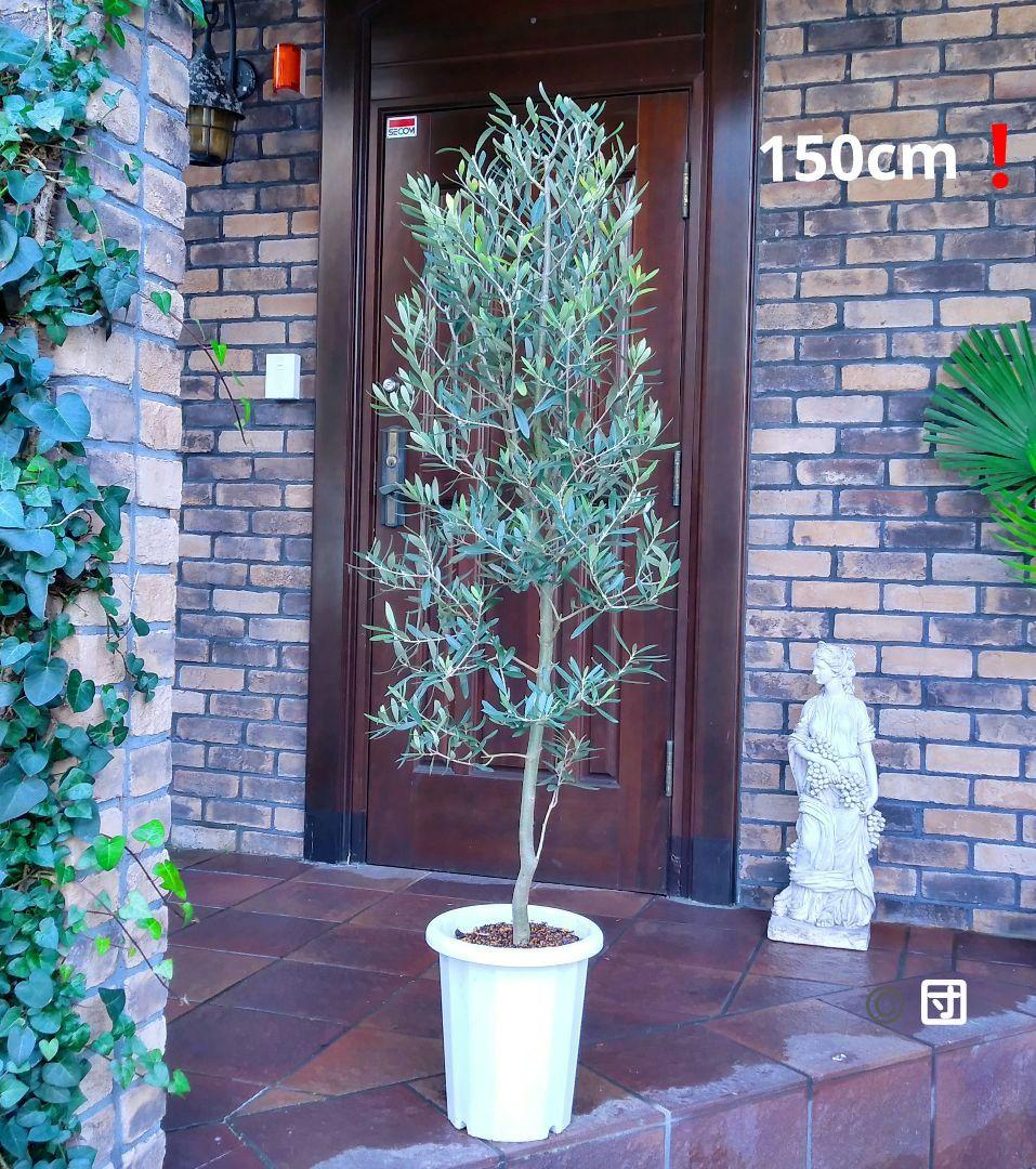 オリーブの木 シプレッシーノ 150cm❗ 整った樹形 大型9号 植え替え済