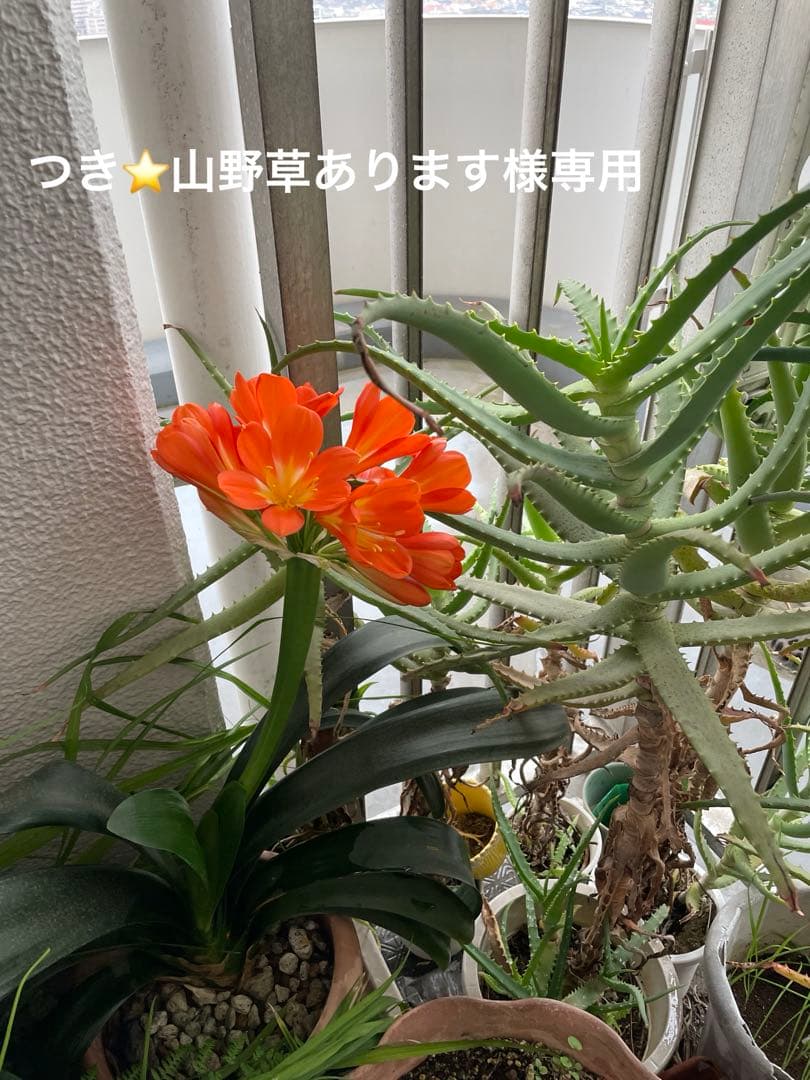 DHC 化粧品　スキンケアコスメ 7点セット まとめ売り DHC スキンケアセット トライアルセット まとめ売り - メルカリ