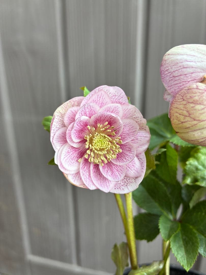 ♡広瀬園芸♡ DDベビーピンクミストベイン ソレイユ系 - メルカリ