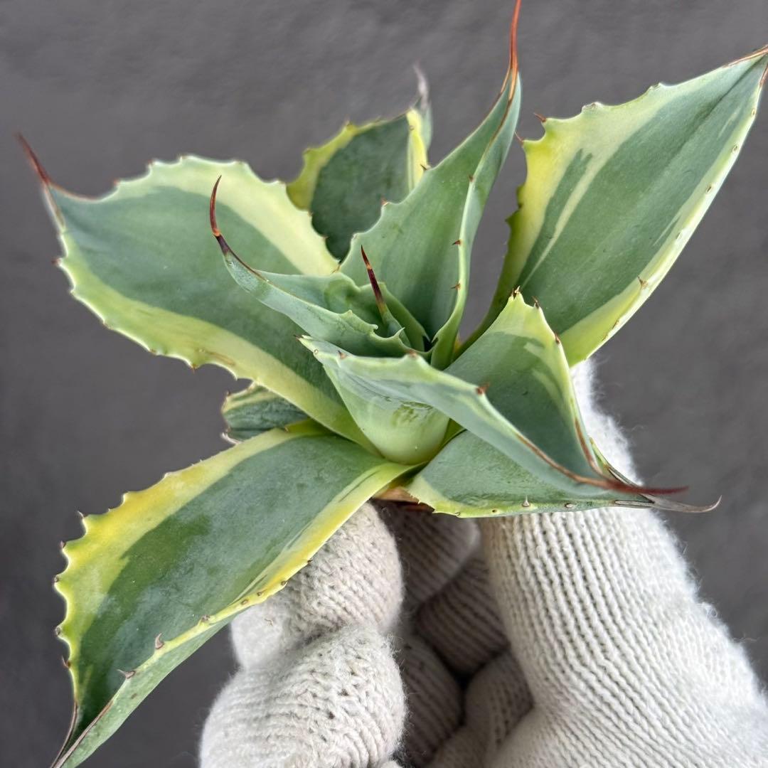 G*n様 【アガベ オバティフォリア“オルカ”】地植え/-18℃まで/極上　L2