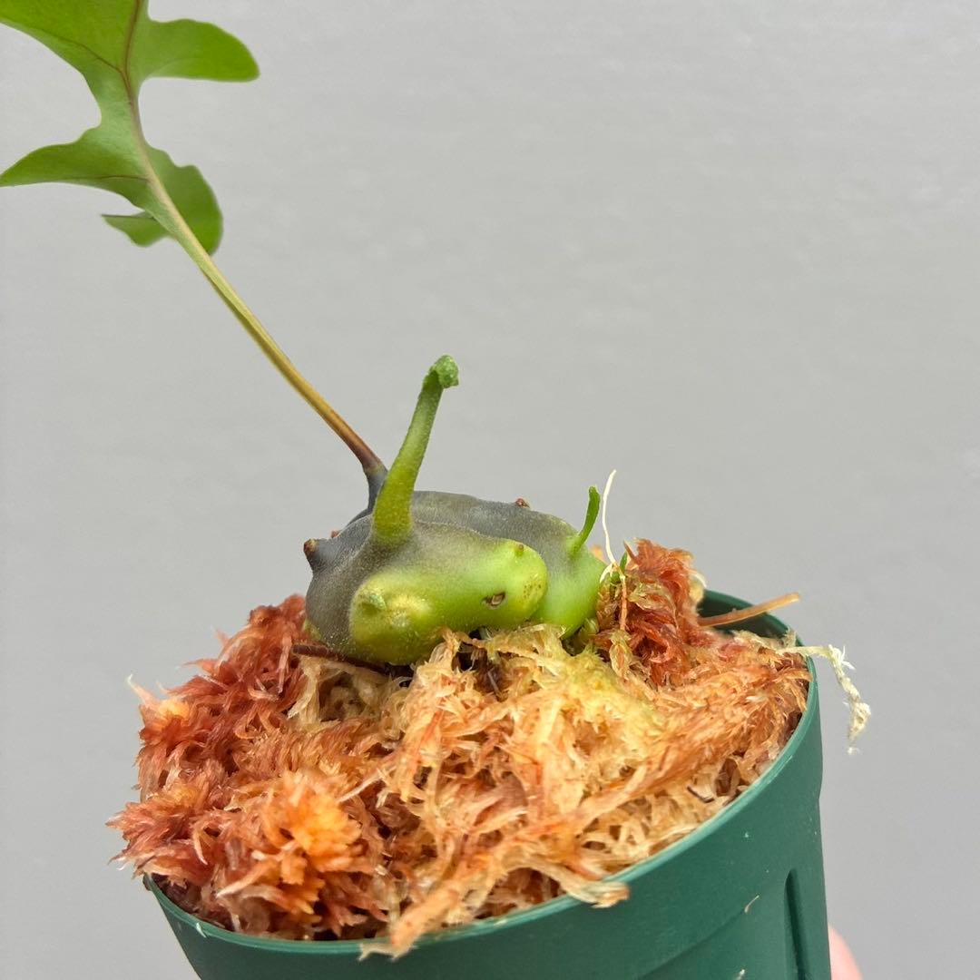 美麗発色】レカノプテリス イエローチップ - メルカリ