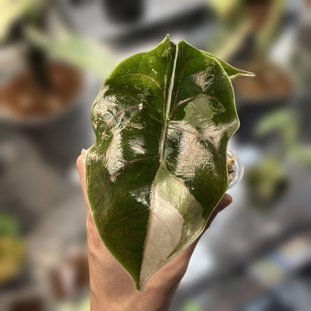 希少 アロカシア アズラニー ピンクアルボ