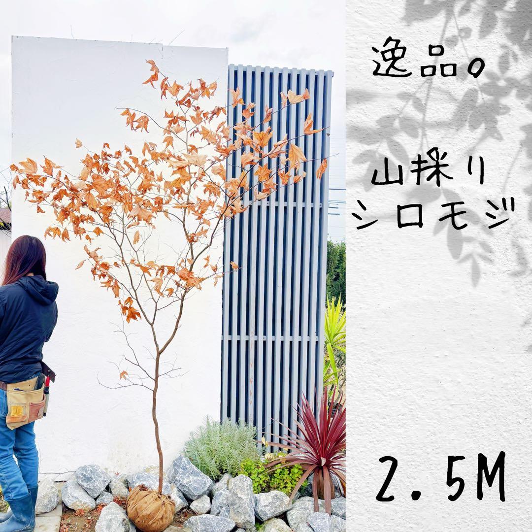 逸品。山採りシロモジ2.5M(鉢底から) 超逸品。山採りシロモジ2.3M(鉢底から)品番C - メルカリ