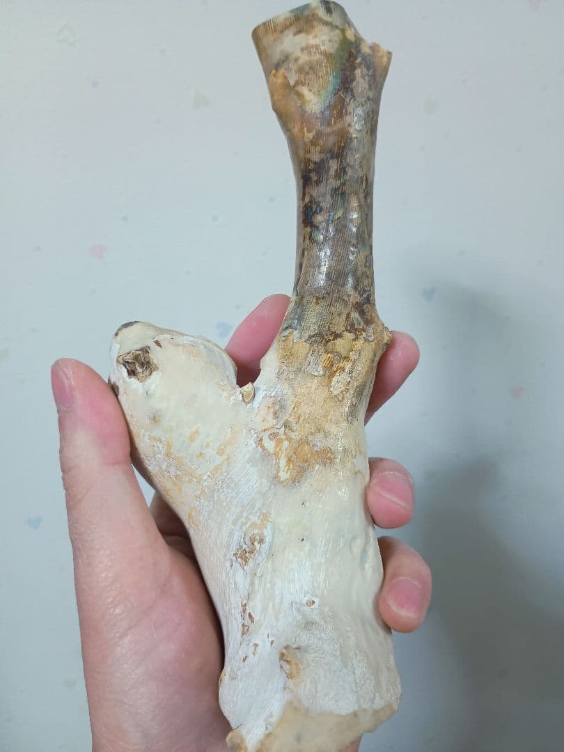 深海松　海松珊瑚　レインボーコーラル　天然素材　原木　約554g程度 Yahoo!オークション - 海松 深海松 原木 レインボーコーラル 全長約45c