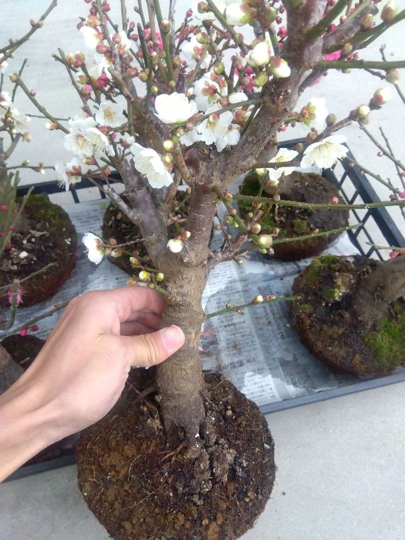 梅 盆栽 6株 新年破格セール❗ ①