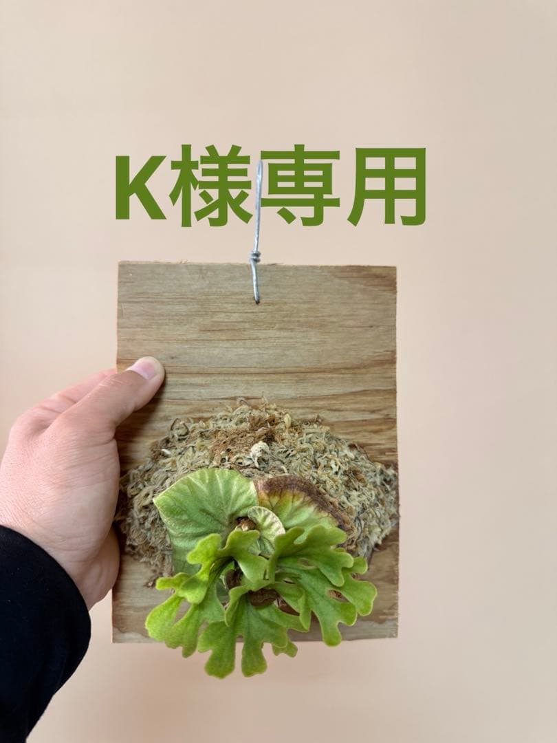 ビカクシダ P.ridleyi dwarf silver P.ridleyi dwarf silver 》 みなさま、こんばんは！ 本日は前回の投稿