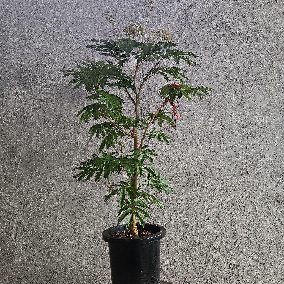 ①　エバーフレッシュ　8号　極太　最高等級極上品‼️ 観葉植物 エバーフレッシュ 8号 曲り ファイバークレイ Gray 付き