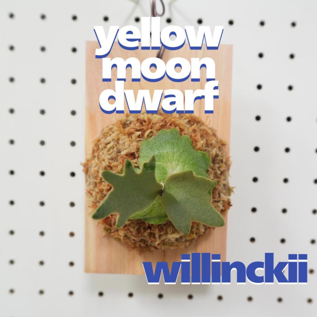 ビカクシダ YMDS ウィリンキー系 イエロームーンドワーフ スポア Y-11