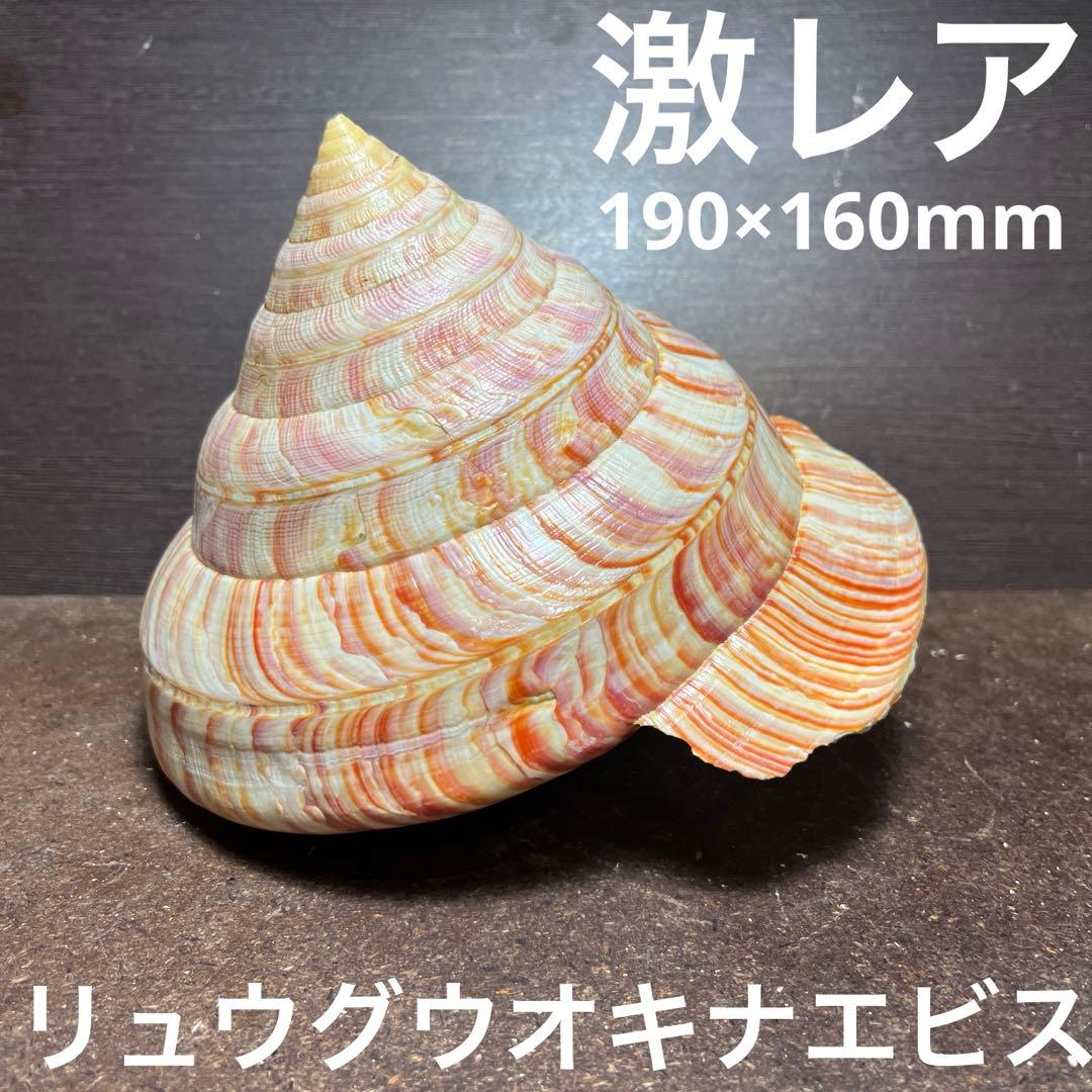 ケ*キ様 激レア　欠けアリ　東シナ海産　リュウグウオキナエビス