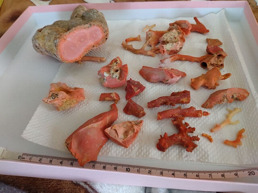 サンゴ原木の自然形状コレクション 高知県産 30カラット『血赤珊瑚原木』(小) - 国内外の優れた伝統工芸品