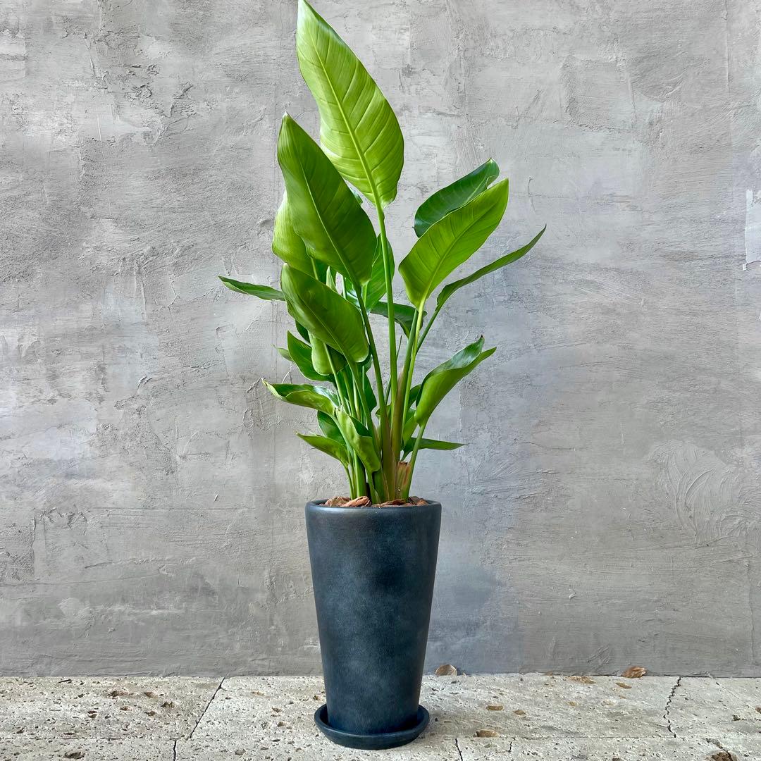 ストレリチア　オーガスタ　4株　天然苔仕立て　陶器鉢　植え込み発送 園芸ネット本店｜ストレリチア：オーガスタ4号鉢入り の通販【公式】