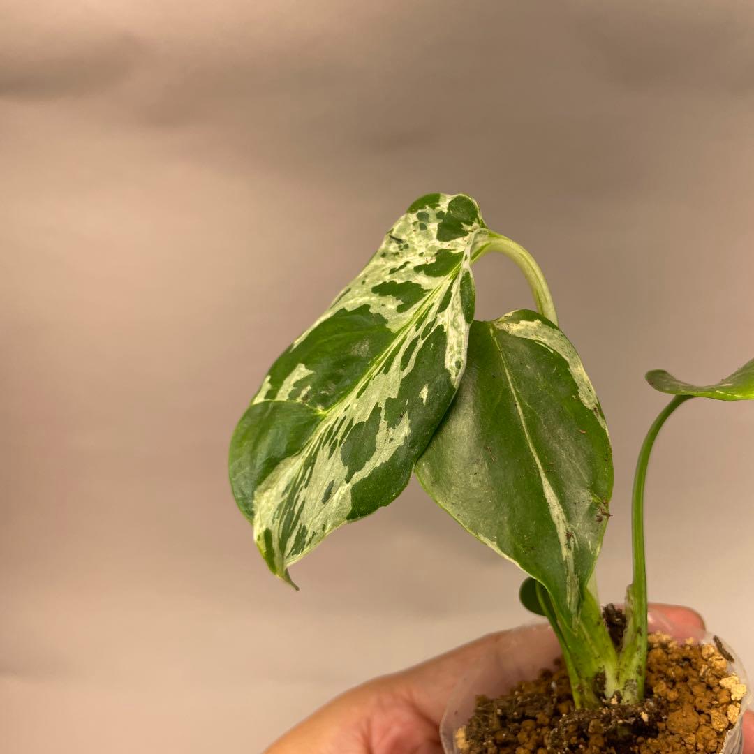 の*る様 ms28品種保証！斑入り保証！モンステラ バルバソー フシギダネ