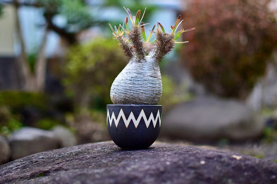 【tomi様】【休眠中】パキポディウム・グラキリス 現地球 VALIEM⑤ 休眠中】パキポディウム・グラキリス 現地球 VALIEM⑥