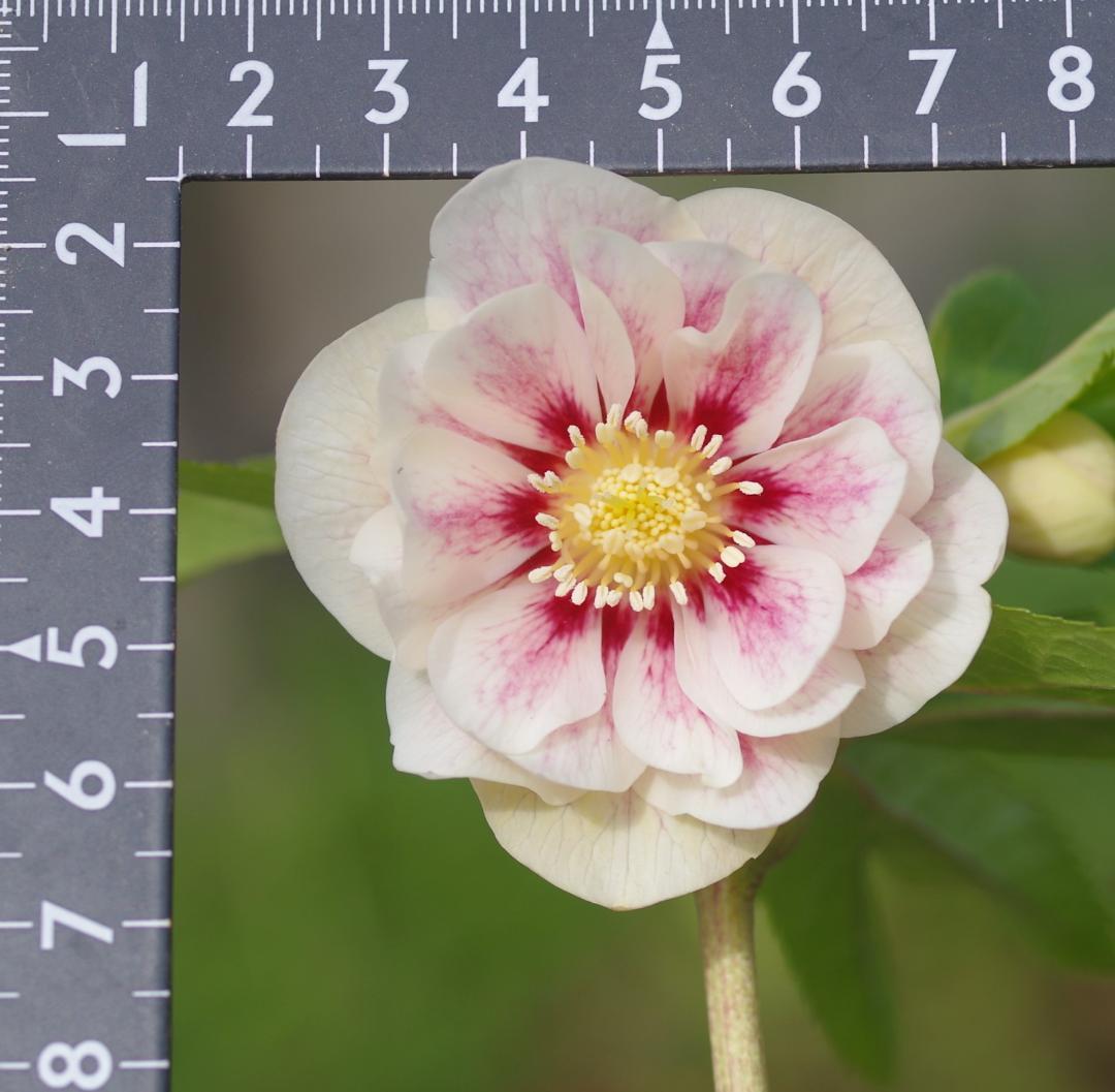 5654 認定プリマヴェーラゴールド クリスマスローズ開花 加藤農園