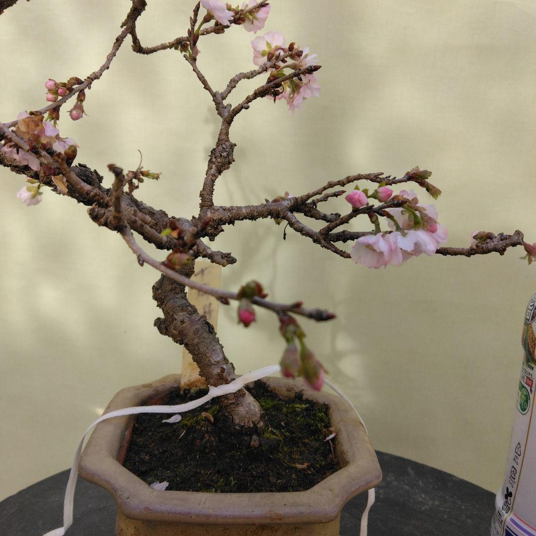 値引きセール中。十月桜盆栽　花ざかり 十月桜盆栽 花ざかり 楽天市場】10月開花 十月桜盆栽一