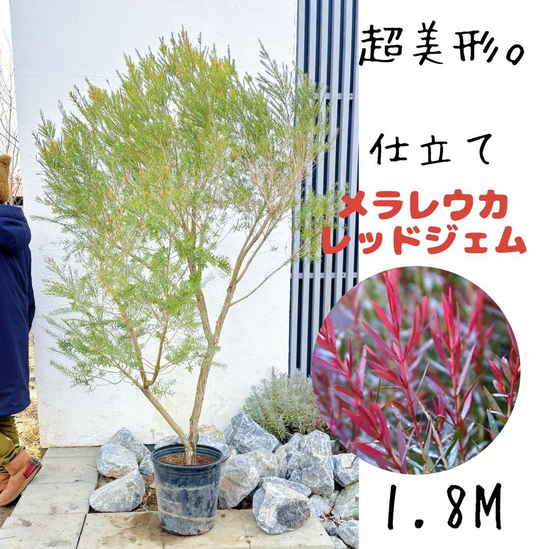 超美形。仕立てメラレウカ レッドジェム1.8M(鉢底から)品番A