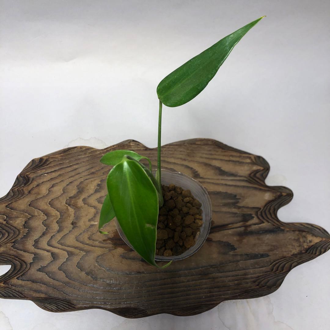 MS58 5株セットモンステラ バールマルクスフレーム - メルカリ