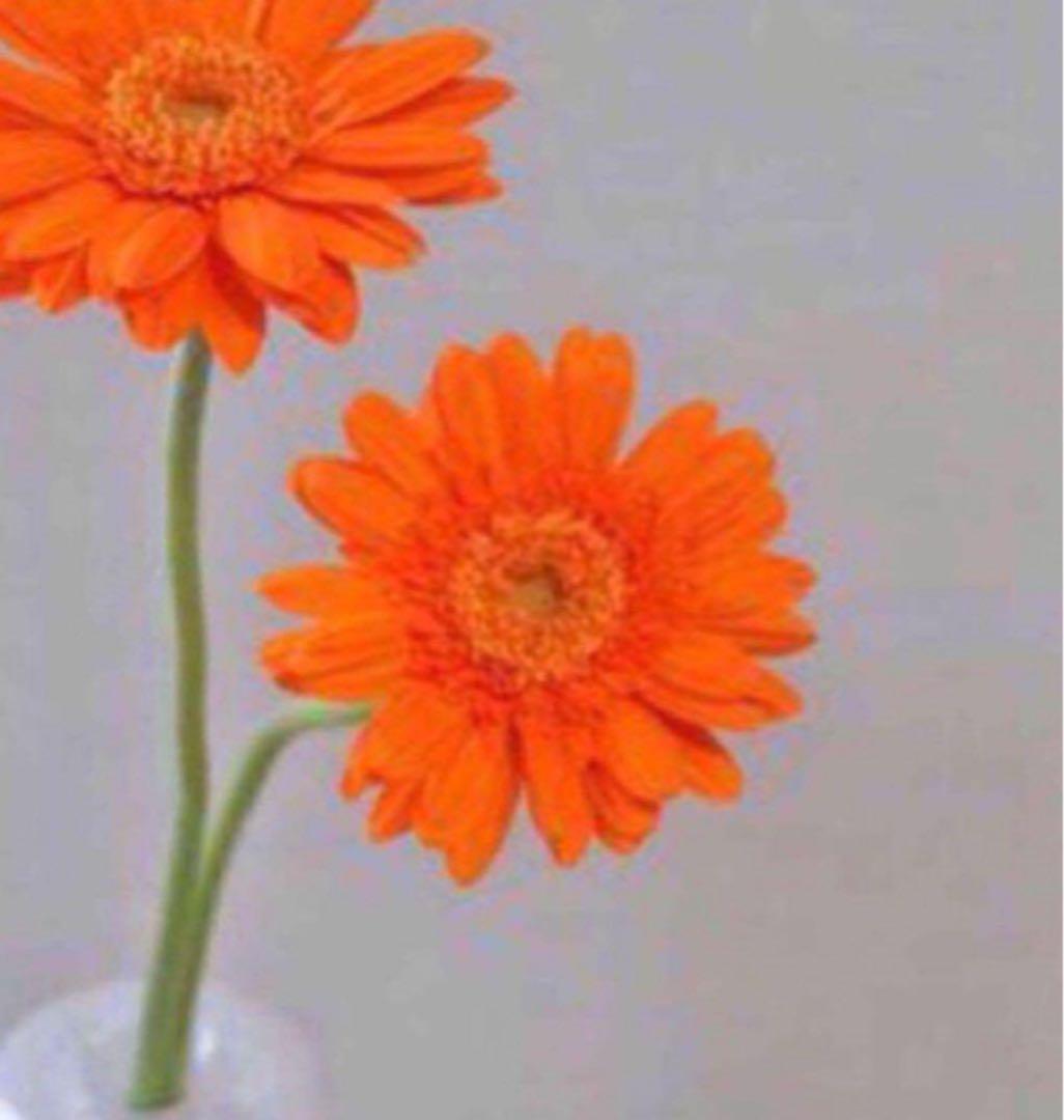 専用 ソープ クレンジング コラゲリード