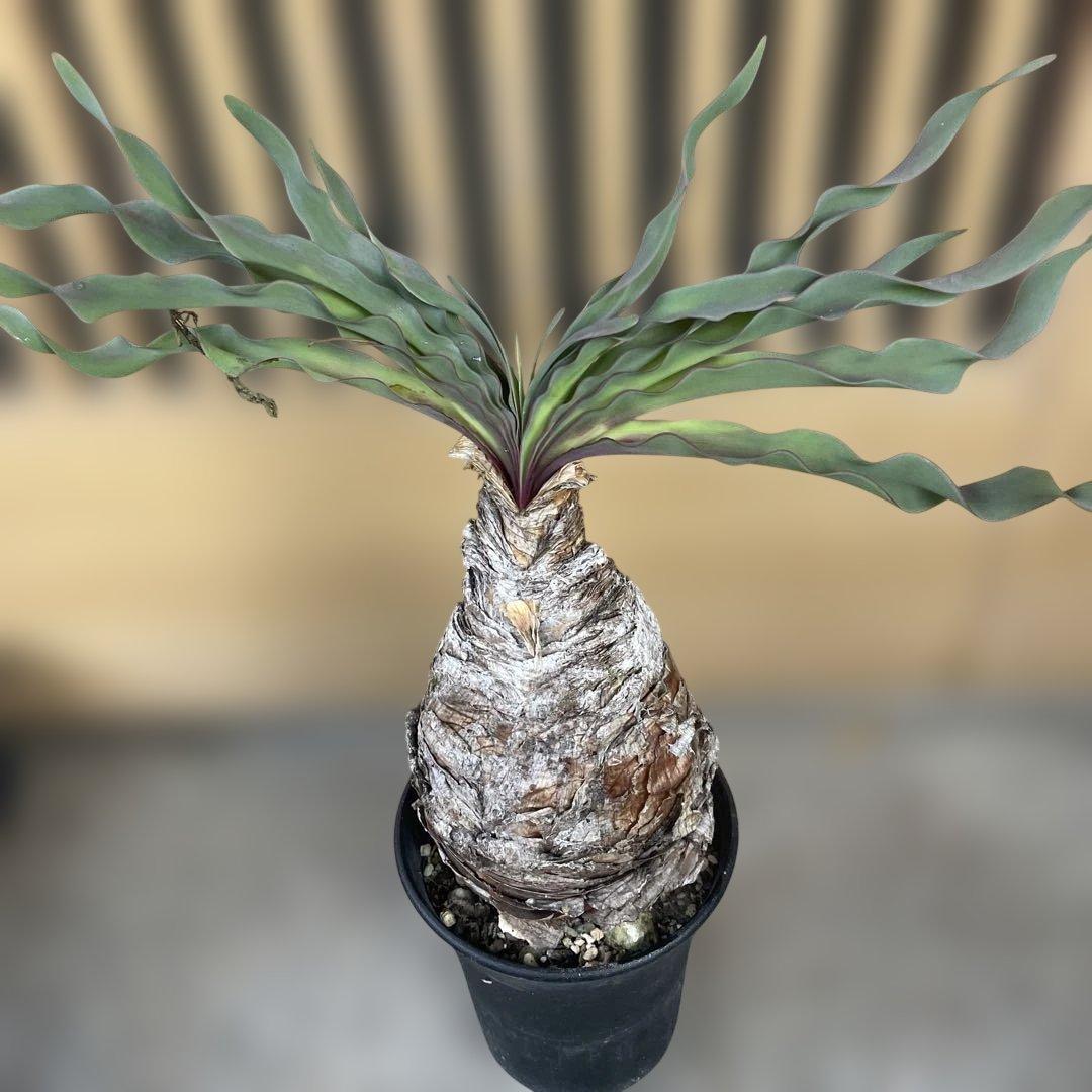 b*o様 ブーファン ディスティチャ