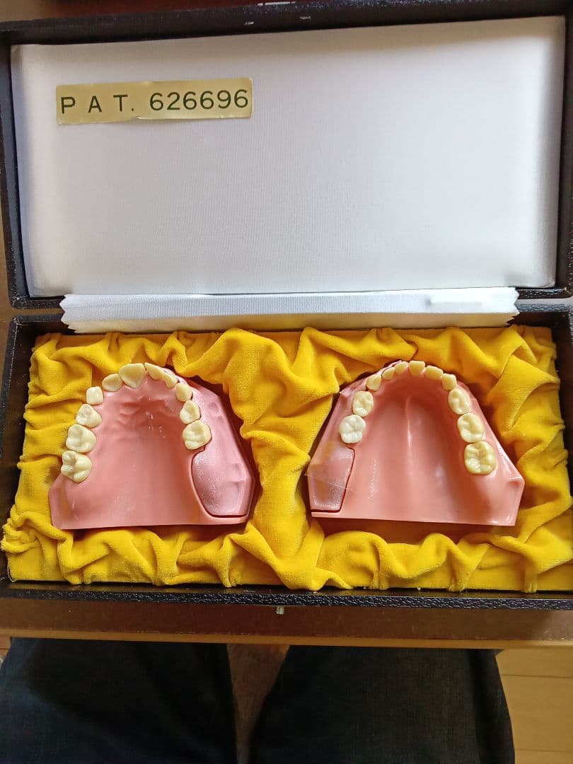 乳歯永久歯交換期模型、永久歯歯列模型 楽天市場】【☆エントリーP5倍+先着100円OFFクーポン 3/4-3/11】透明