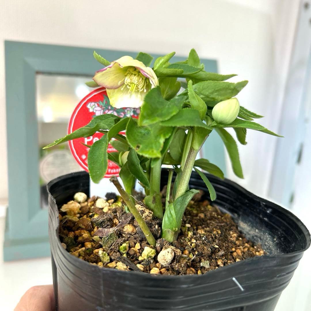 横山園芸】クリスマスローズ ベビードール プチドール《1/31》 - メルカリ