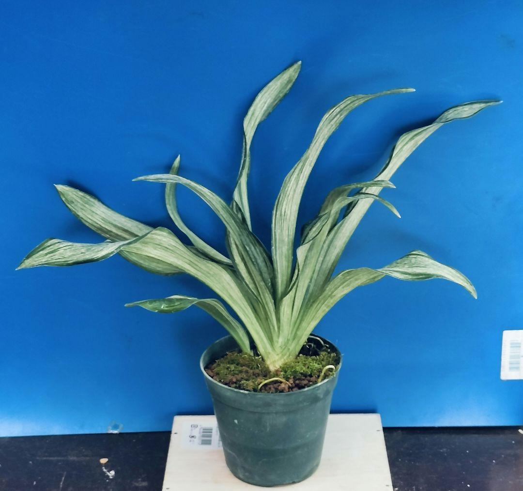 万年青 (根岸の松) おもと 実生 ㉗ - メルカリ