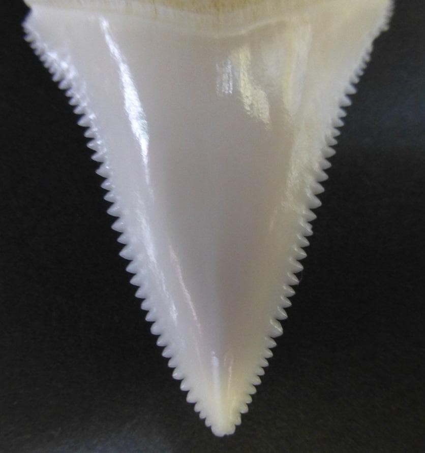 ホホジロザメ（C. carcharias）の歯 (A') 51.3ｍm