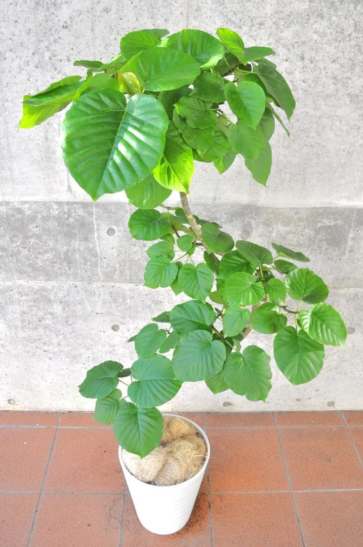 フィカス・ウンベラータ 150cm１０号 S-shaped tree form
