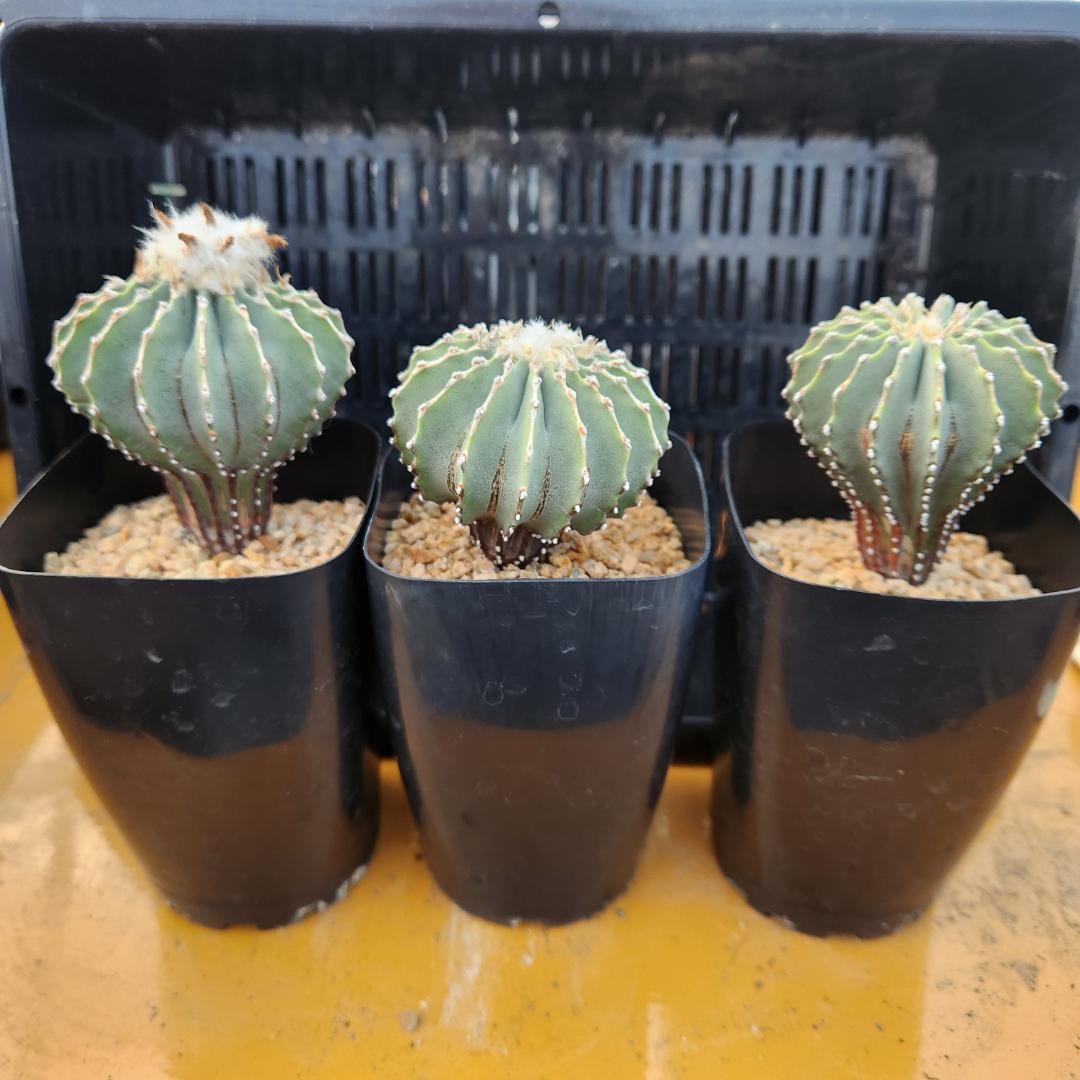 た*ん様 サボテン　ゲオヒントニアメキシカーナ Geohintonia mexicana ゲオヒントニア メキシカーナ サボテン | plants