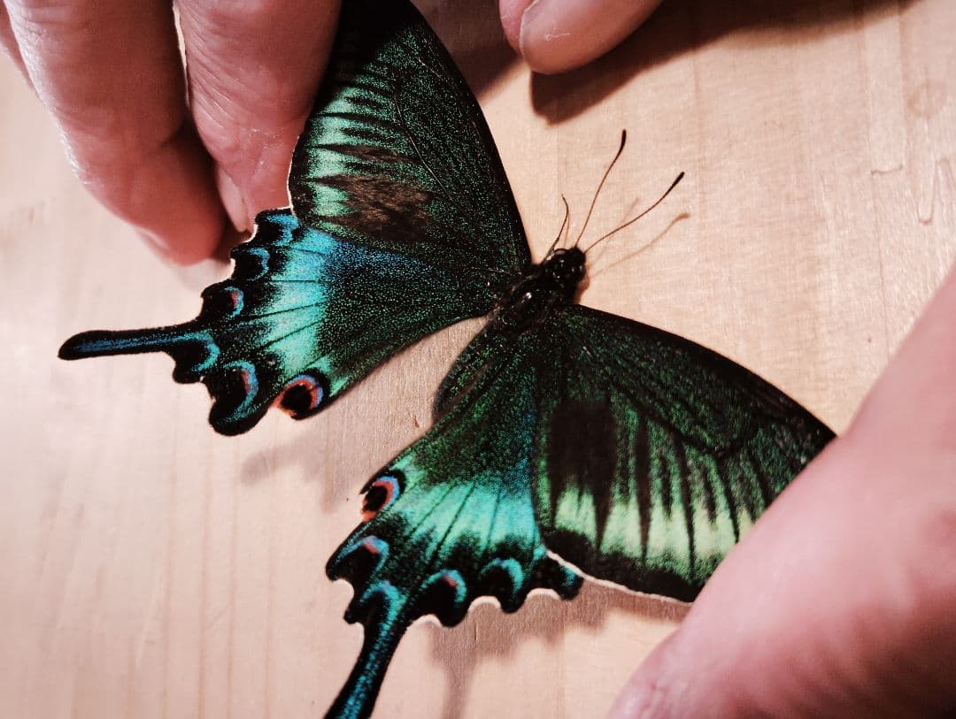 北海道産みやまからす揚羽 春型 未展翅 オス300頭 - メルカリ