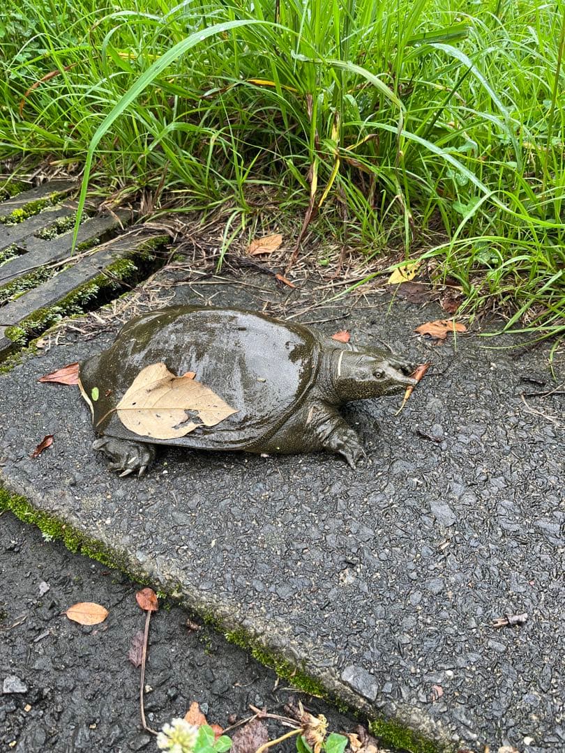 エメラルドです