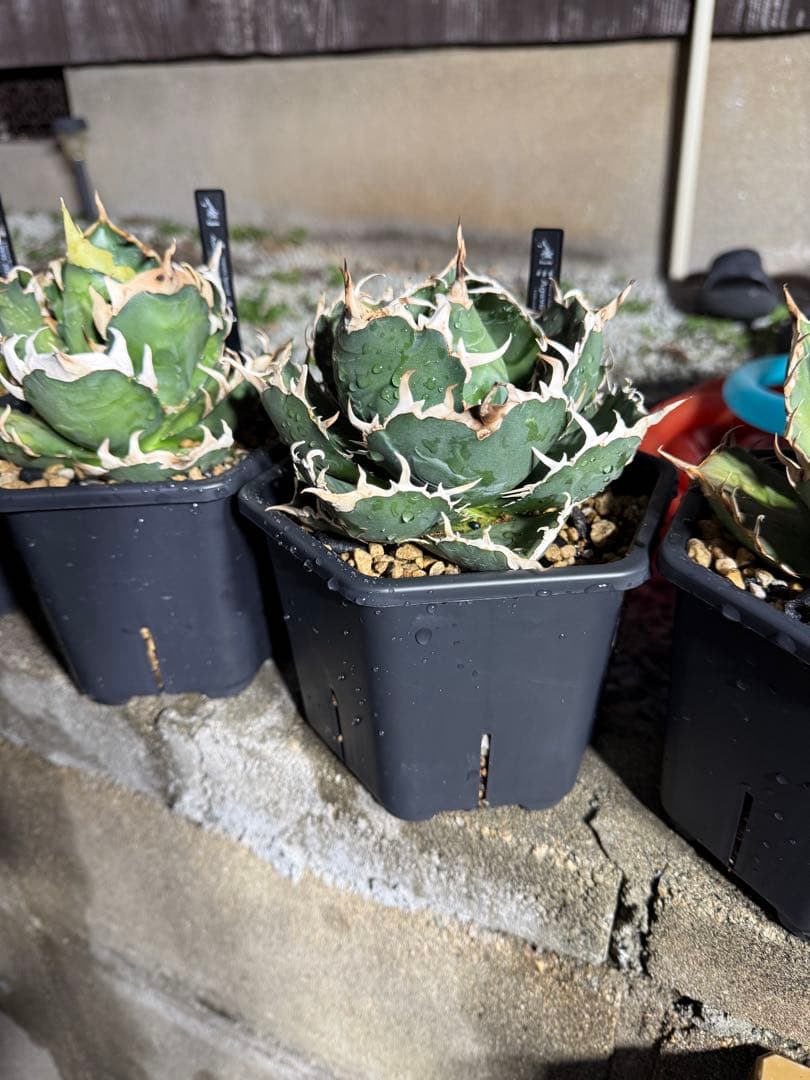 ゲコ ハデス 白鯨